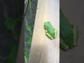 お腹ペコペコのカエルがアリを食べて満足げな表情をしています