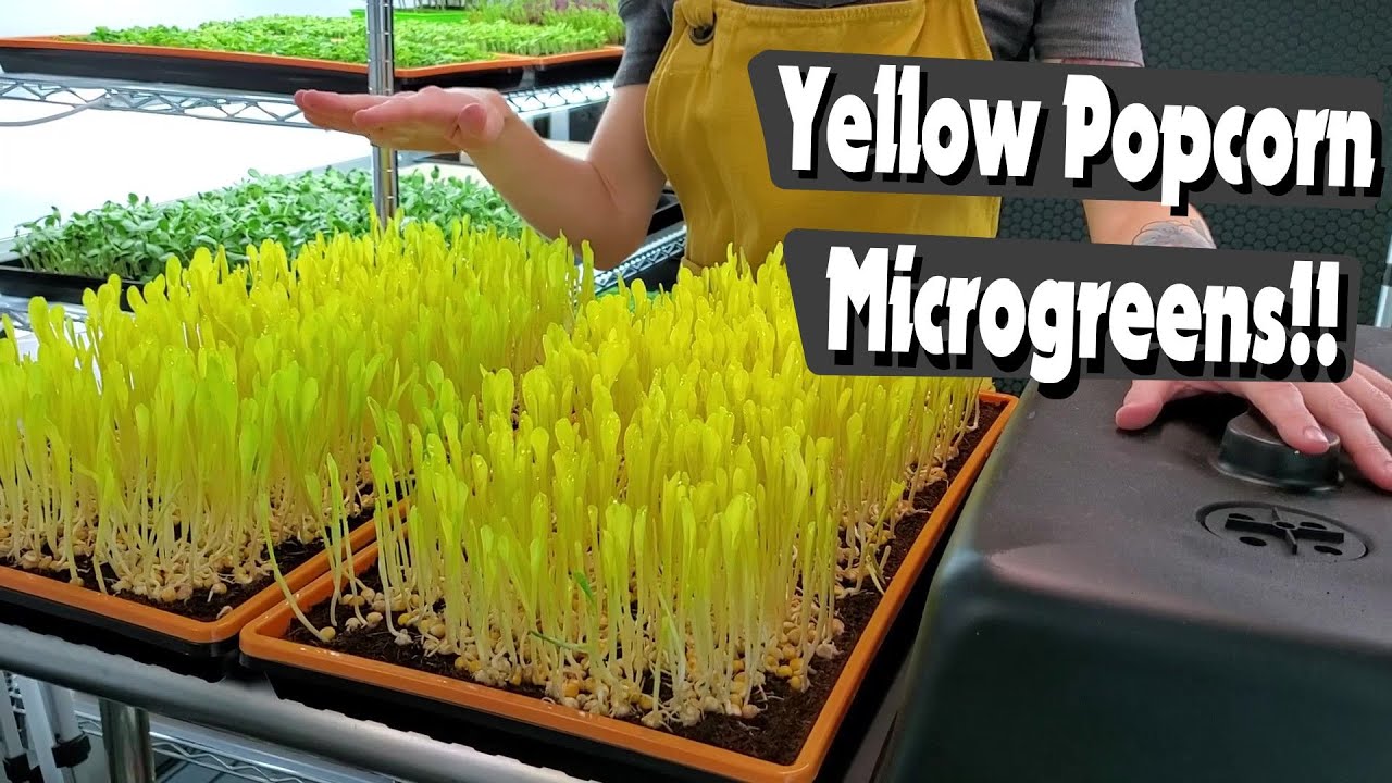 Yellow Popcorn Microgreens Sweet and Grassy! On The Grow YouTube
