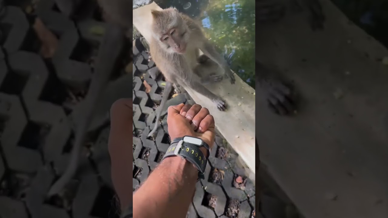 funny monkey middle finger.. 