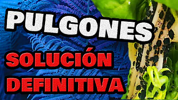 ¿Qué mata a los pulgones pero no a la planta?