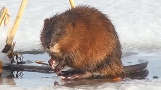 Mississippi River Flyway Cam. Muskrat - explore.org 12-12-2021