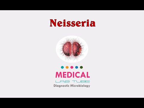Neisseria gram negative cocci