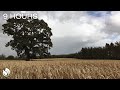 Wind blowing through a wheat field and a great old oak tree dark screen in 1 hour 9 hours