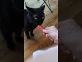 おたまこ40216😉黒たま💞😺ボン💞追加💖