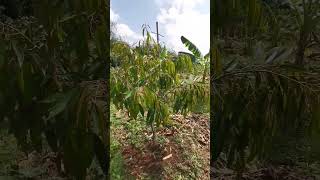 Download Lagu one year old durian #durian MP3