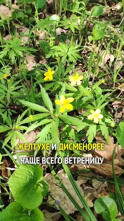 Ветреница лютичная - от бородавок и ревматизма #травник # ...
