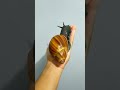 Caracol gigante de estimação (Megalobulimus ovatus). | Biopets_PH