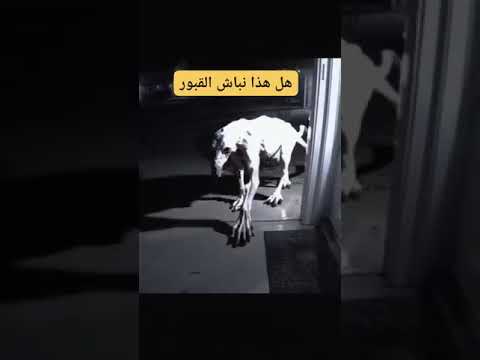 نباش القبور هل هو