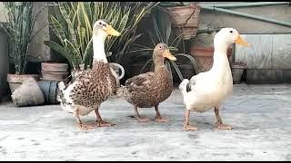 Duck Sounds | Duck Quack Quack | Ducks Quacking | Duck Video | Batak Ki Awaaz | Batak Wali Video