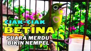 Terbukti Ampuh !! Ciak Ciak Betina Kecial Kuning  | Paling Ampuh Naikkan Birahi Cepat!