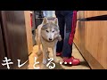 都合の悪いことは一切聞かないシベリアンハスキー