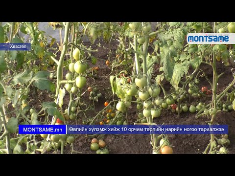 Видео: Өвлийн ногоо тариалалт - Хүлэмжинд хэрхэн ногоо тарих вэ