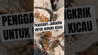Ini Nih Gantinya Jangkrik bird burung kicaumanianusantara biofeedpro