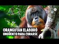 Científicos documentan caso de orangután que elaboró ungüento para curarse una herida| El Espectador