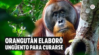 Científicos documentan caso de orangután que elaboró ungüento para curarse una herida| El Espectador