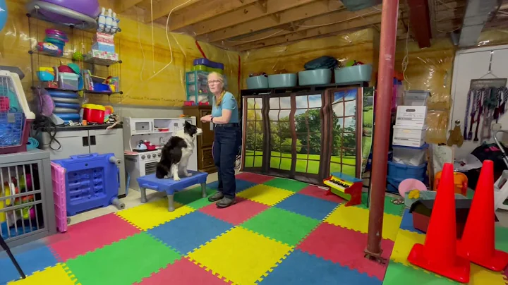 Stunt Dog Champion DMWYD movie