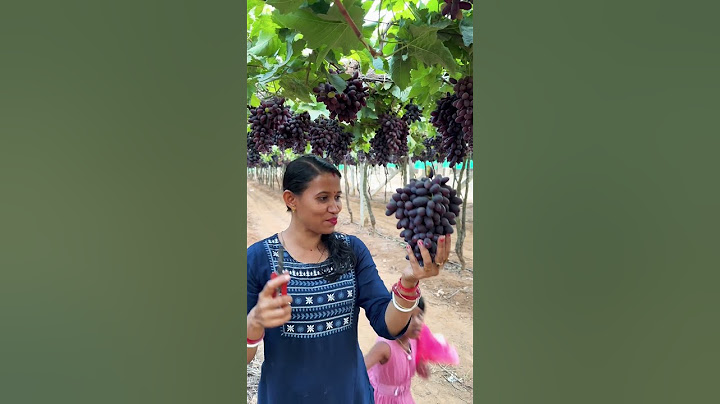Grapes Harvesting #grape #grapetree #harvesting