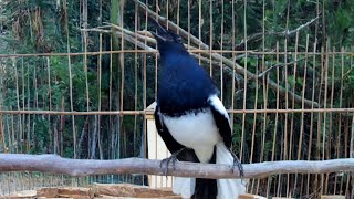 Hót Đấu Kích Trống Căng Lửa || Luyện Giọng Chòe Than || Kacer | Kích Choè Than Hót