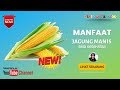 Manfaat Jagung Rebus Untuk Diet