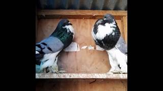 Croppers Pouter Pigeons 1