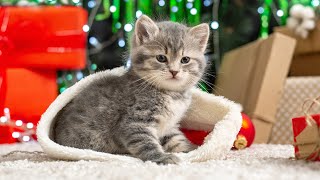 Peaceful Music for Stressed Cats - Relaxing Christmas Music, Cat Music Therapy, Deep Sleep?