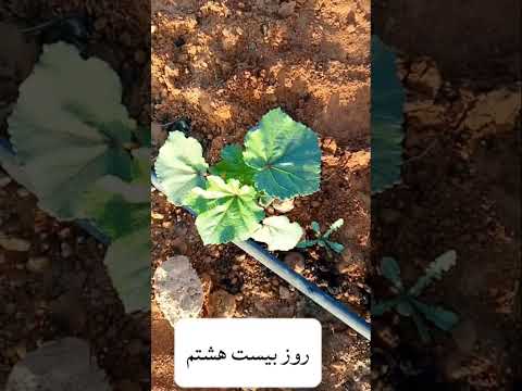 بوته های بامیه در انتظار شگوفا شدن گل در عمان کشاورزی  زراعت بامیه اكسبلور