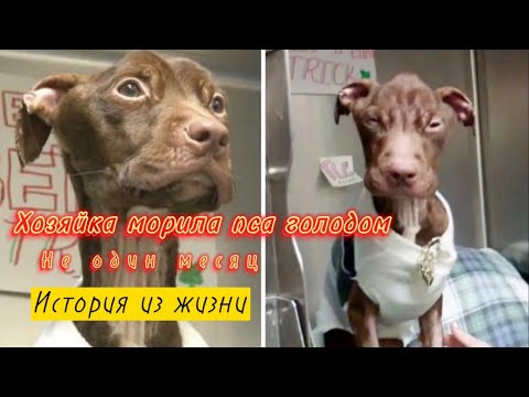Хозяйка морила своего пса голодом не один месяц. История со счастливым концом.