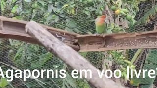 Agapornis Da Pro Voo Livre