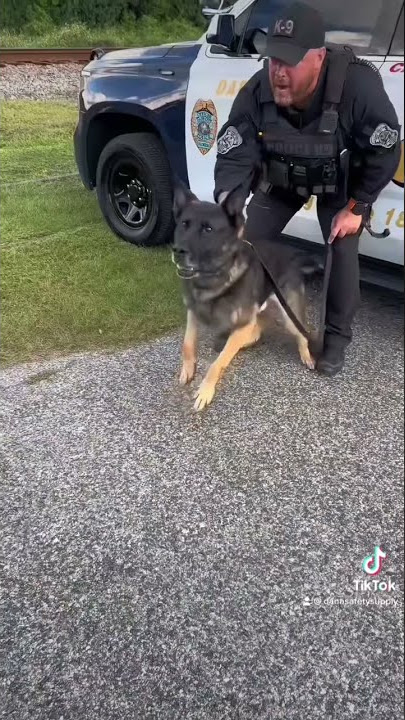 Showing some love to our 4 legged content helpers 🐾 #k9 #k9unit #dogs #policedogs