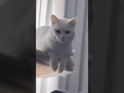 قالتها كوكو سراويل قصيرة للقططقطةقطط 