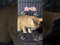 チャイさんの暮らし⑲。#保護猫