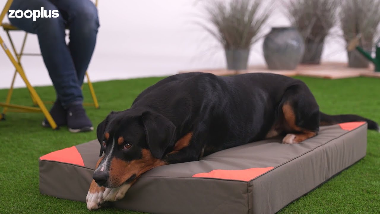 zooplus memory foam dog bed