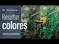 🔥 Resaltar color en Photoshop - Técnica profesional