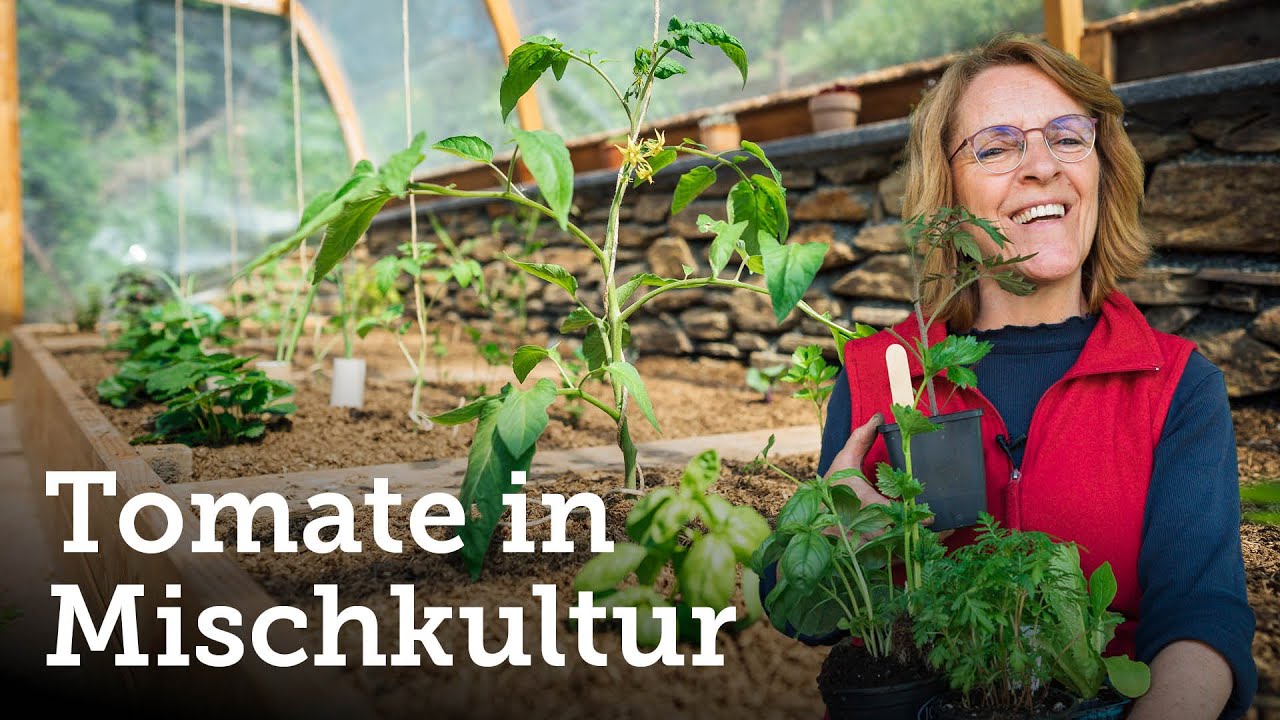 Tomaten unterpflanzen in Mischkultur 7 gute Pflanz -Nachbarn