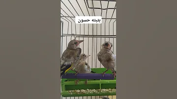 بتبته حسون جديده بتبته حسون بتبتة بتبته أنثى الحسون طائر الحسون حسون بري بتبتة حسون Birds 