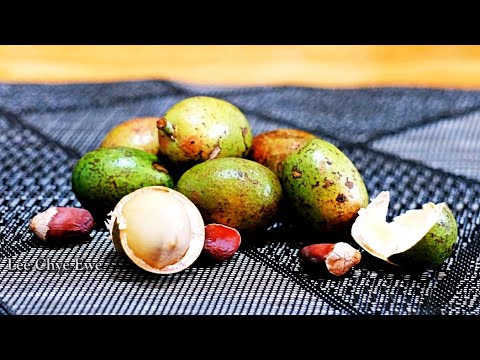 Have You Tried Brazilian Longan 吃过巴西龙眼吗 Pernah Makan Mata Kucing Brazil Youtube