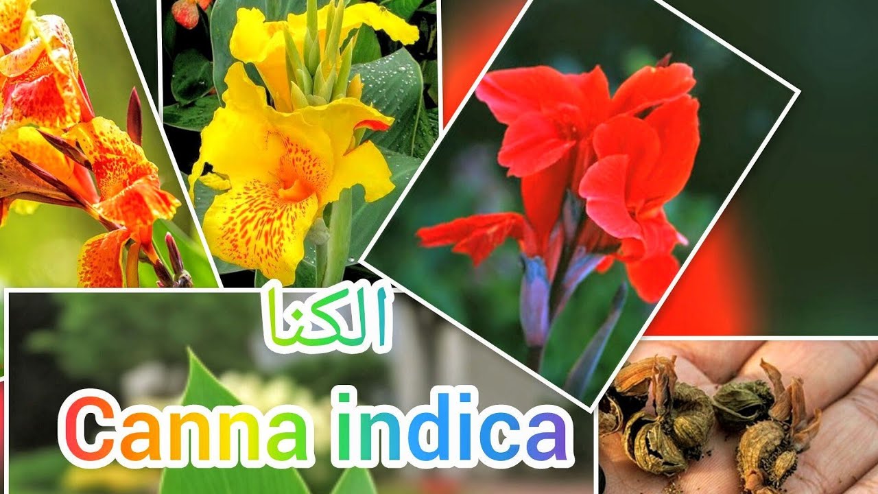 زراعة الكنا (Canna indica) خطوة بخطوة🩷