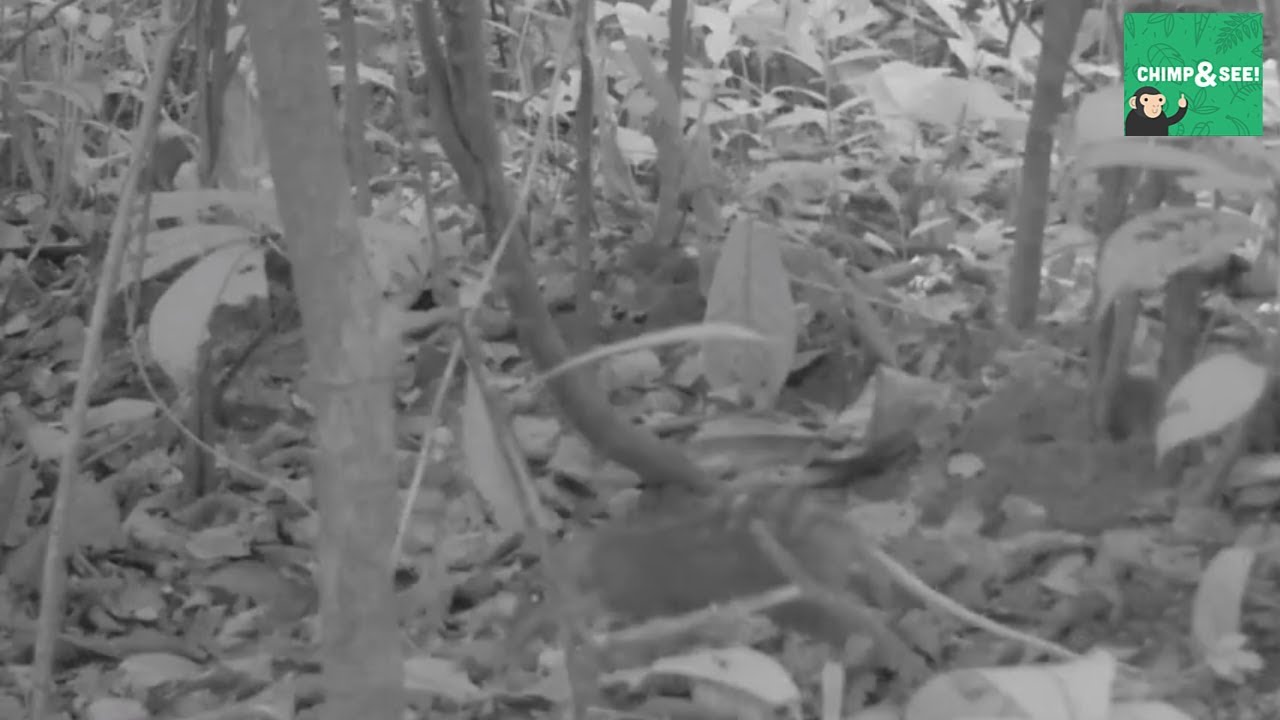 Checkered Elephant Shrew Foraging