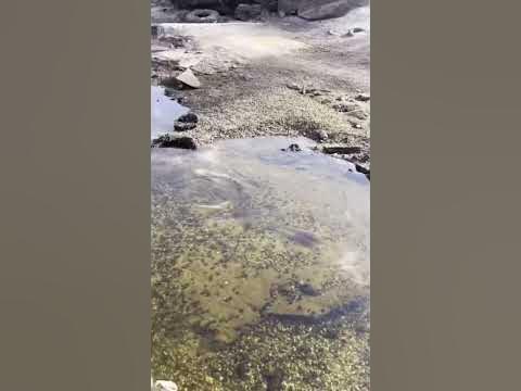Річка Дніпро, які гарні красоти дна річки #днепр #запорожье # ...