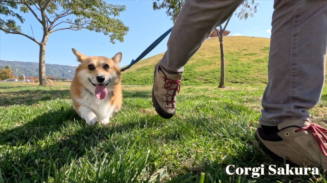丘のある公園で遊んだコーギー / A Corgi who walked in a park with