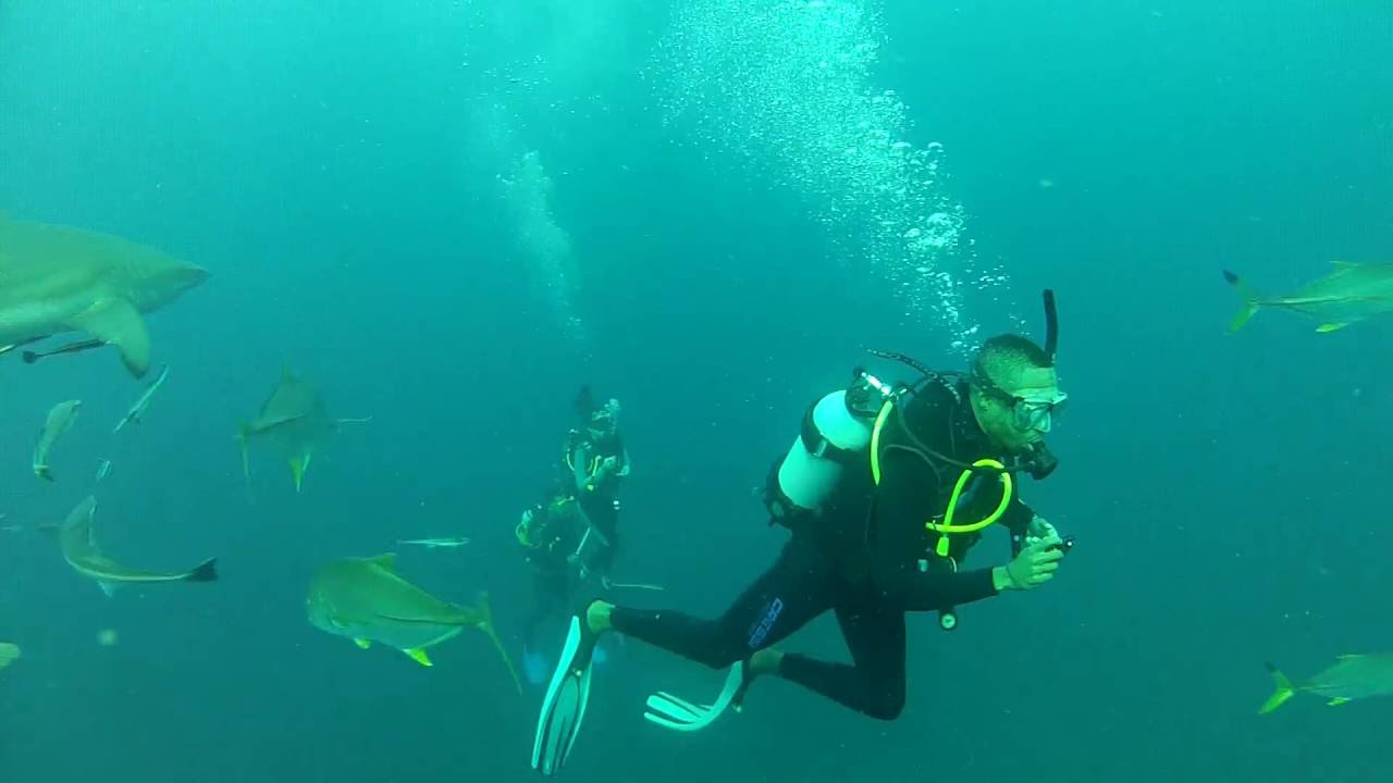 Shark Diving in Durban YouTube