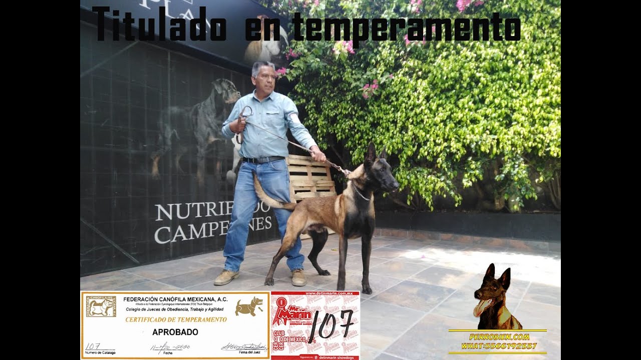 Испытание темперамента бельгийской овчарки малинуа El Gran Genaro