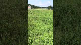 Quick n Big Spreader crabgrass