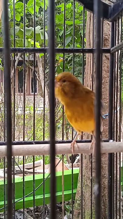 leher gondok dan ngerol panjang
