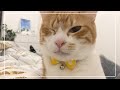 猫の目が開かなくなっちゃったので動物病院へ…【4K猫動画】