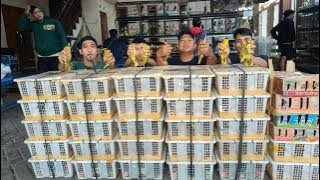 BONGKAR GEDEN BURUNG CIBLEK - GLATIK - PRENJAK KLAWU - TEPUS - PODANG - TRUCUK DLL