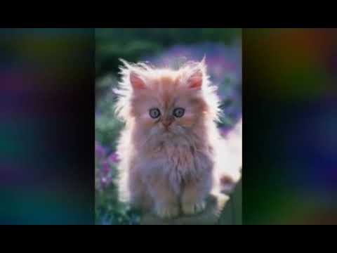 قطط جميلة وأليفة لاتفوتكم اشتراك لايك اشعارات
