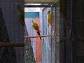 Mountain Parakeet: (Split pastel Male x Pastel Female)..🦜🦜🦜 (part 1)