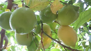 اجمل مزرعة للحامض,ليمون,احسن زراعة الحوامض, The most beautiful farm for the production of lemon