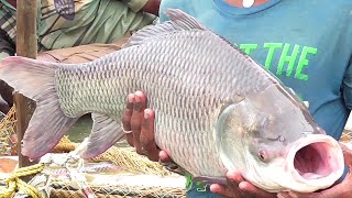 Catla Catla Fish Fishing in Magnum Pond Machli Wala Video | Fish Hunting Fishing